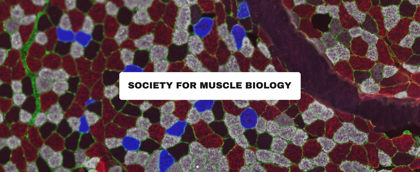Society For Muscle Biology